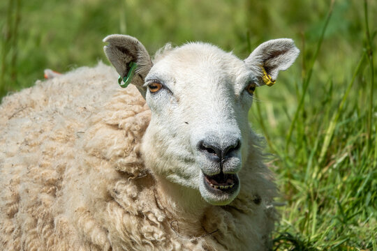 close up portrait of a sheep pulling a funny face