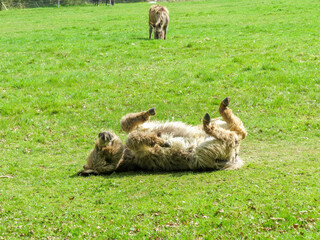 cute baby donkey having a roll in the grass with legs in the air