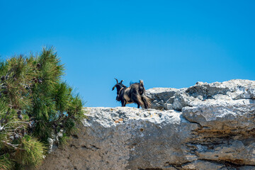 Black domestic goat in Greece - 508984501