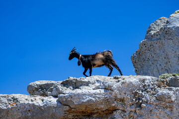 Black domestic goat in Greece - 508984533