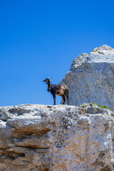 Black domestic goat in Greece - 508984577