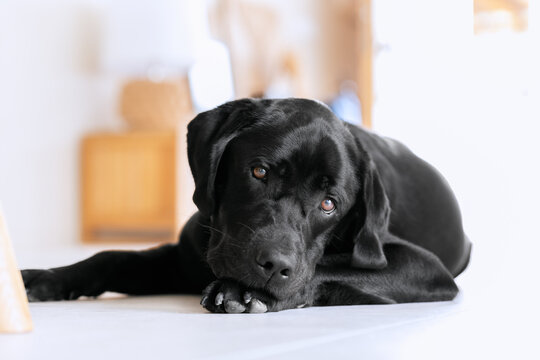 Young black labrador is resting on the white cool floor in a mediterranean villa