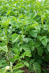 leaves in the garden