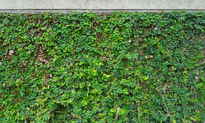 green leaves of ivy on the wall