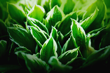 Beautiful white-green leaves of ornamental plants grow on a flower bed on a sunny summer day. Plants.