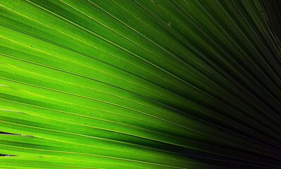 light & shadow of sugar palm leaves texture