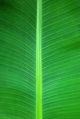close up banana leaf texture