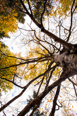 Autumn in Ordesa and Monte Perdido National Park, Spain