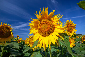 yellow blooming sunflowers on an agricultural field in the summer