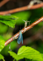 dragonfly on a leaf