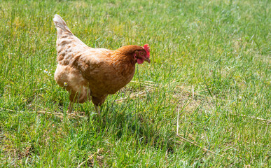 chicken on the grass