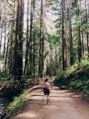 Obraz premium Woman walking on the hiking trail through the redwood trees