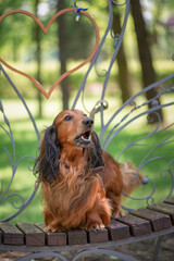 Portrait of a beautiful thoroughbred long-haired dachshund in a summer park.