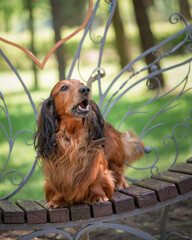 Portrait of a beautiful thoroughbred long-haired dachshund in a summer park.