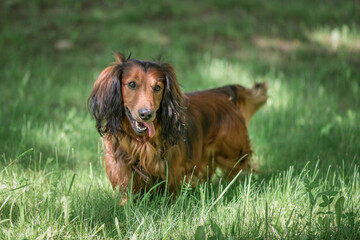 Portrait of a beautiful thoroughbred long-haired dachshund in a summer park.