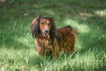 Portrait of a beautiful thoroughbred long-haired dachshund in a summer park.