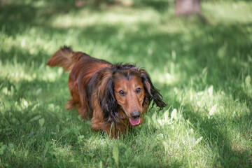 Portrait of a beautiful thoroughbred long-haired dachshund in a summer park.