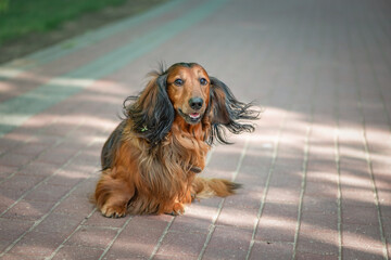 Portrait of a beautiful thoroughbred long-haired dachshund in a summer park.