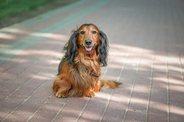 Portrait of a beautiful thoroughbred long-haired dachshund in a summer park.