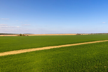 agricultural field where green unripe wheat grows