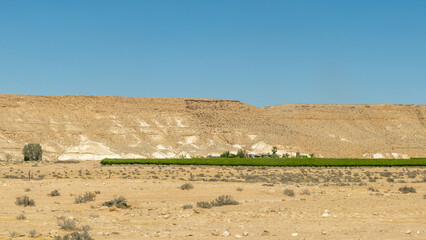 Oasis of green in the Negev Desert. large vineyard in the desert in Israel
