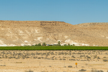 Oasis of green in the Negev Desert. large vineyard in the desert in Israel
