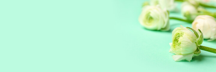 Fototapeta premium Beautiful ranunculus flowers on turquoise background with space for text, closeup
