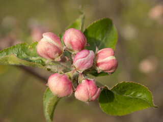 pink blooming apple tree closeup