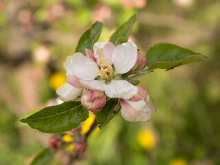 Obraz premium pink blooming apple tree in spring