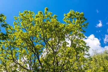 Oak branches with green foliage against a blue sky