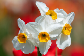 White daffodils (narcissus) in bloom