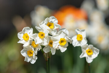 White daffodils (narcissus) in bloom
