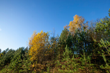 Fototapeta na wymiar trees with orange foliage in the autumn season