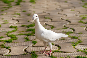 White domestic pigeon stands on the path at backyard