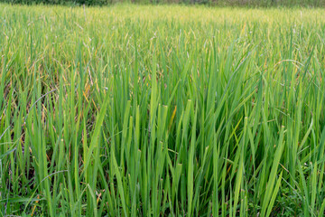 The green leaves of grass on a summer day