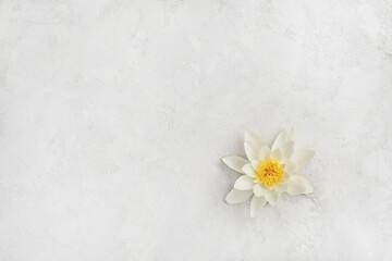 Obraz premium Beautiful lotus flower on light background