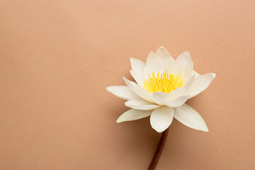 Beautiful lotus flower on color background, closeup