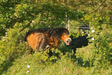 Exmoor pony, wild mare horse on a meadow in the in summer.
