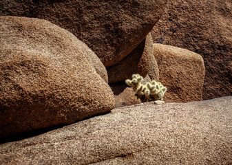 Chollo cactus in boulders