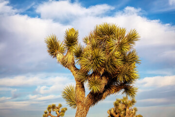 Joshua Tree Landscape