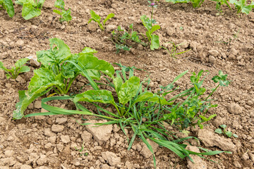 Adventice : trèfle et ray-grass dans un champ de betterave stade 4 feuilles