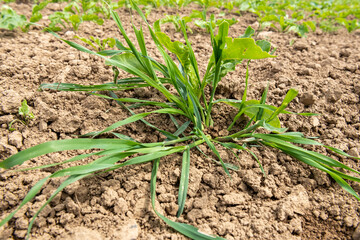Adventice : ray-grass dans un champ de betterave stade 4 feuilles