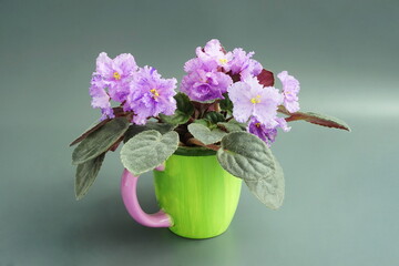  Blue violets in a green pot on a gray background. Blooming home flowers. Saintpaulia side view.	Trend color - Very Peri.