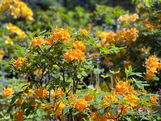 Rhododendron orange flowers in the garden