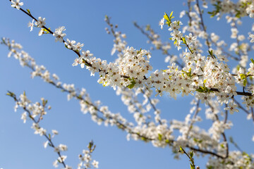 blooming in the springtime of the year fruit trees in the garden