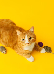 Cute cat with toys on yellow background