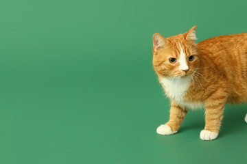 Cute cat on green background