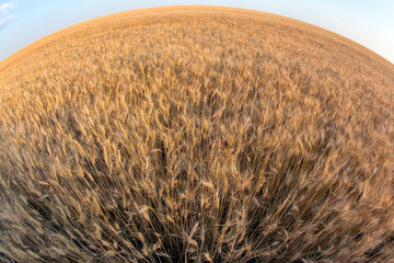 field crops grown with wheat. Agronomy and agriculture. Food industry.