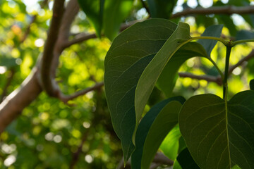 Green lilac leaf growing in the garden
