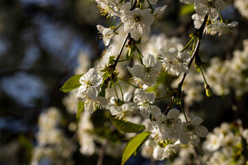 blooming white cherry blossoms in the spring season